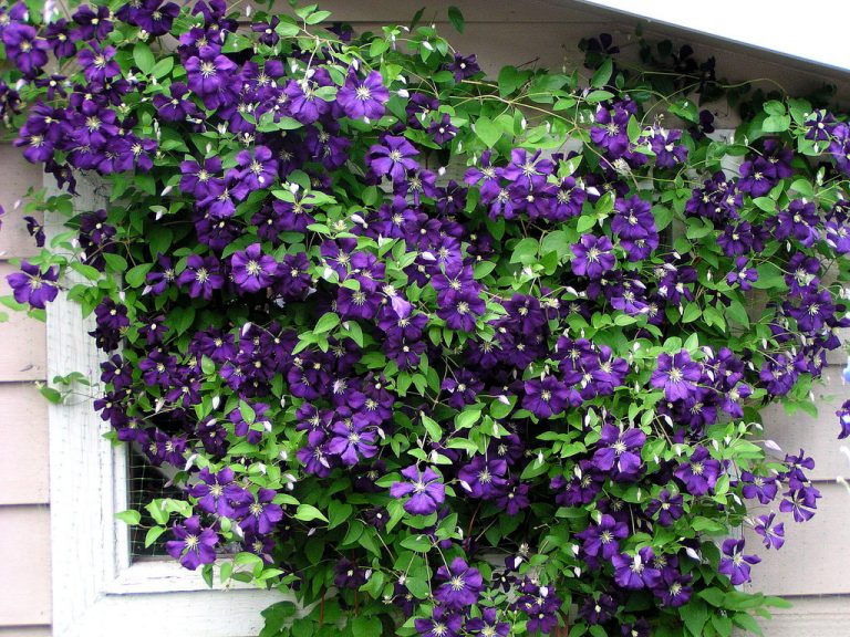 Clematis Jackmanii Growing Guide And Tips