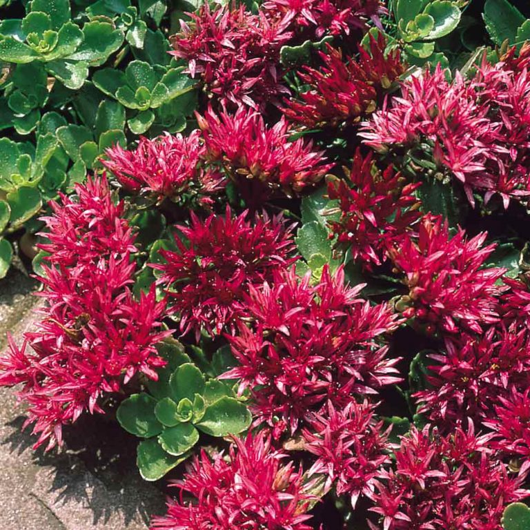 Dragon's blood sedum