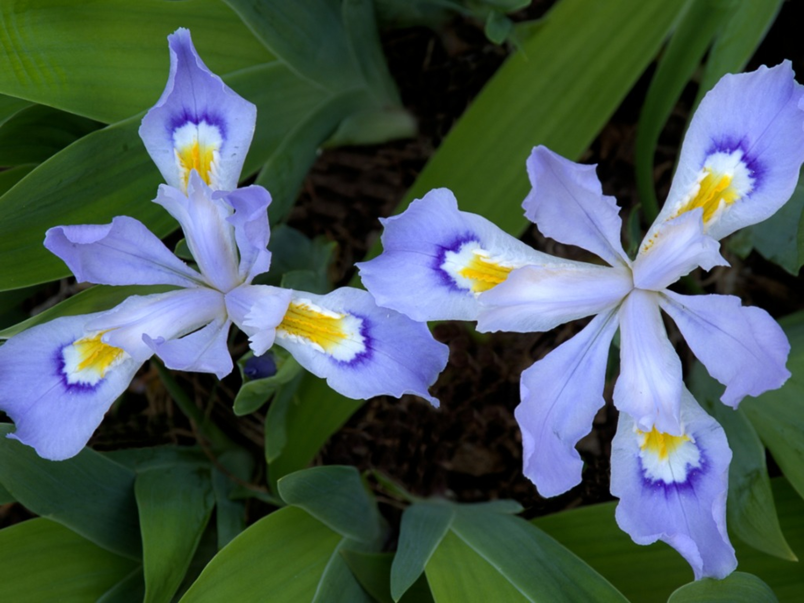 Dwarf Iris