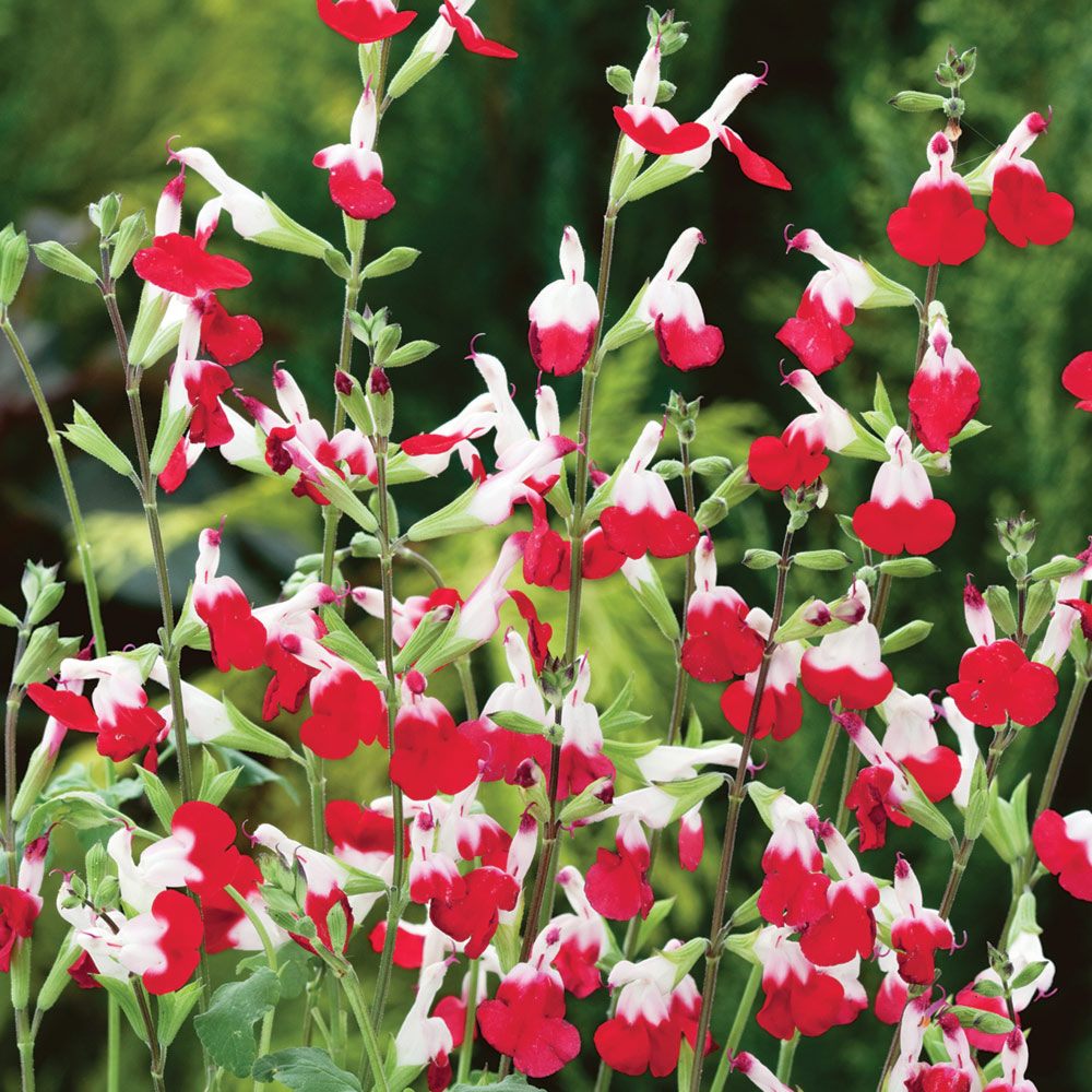 beautiful salvia hot lips caring and growing information