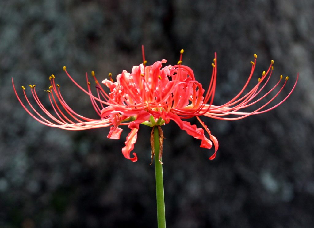 Spider Lilies