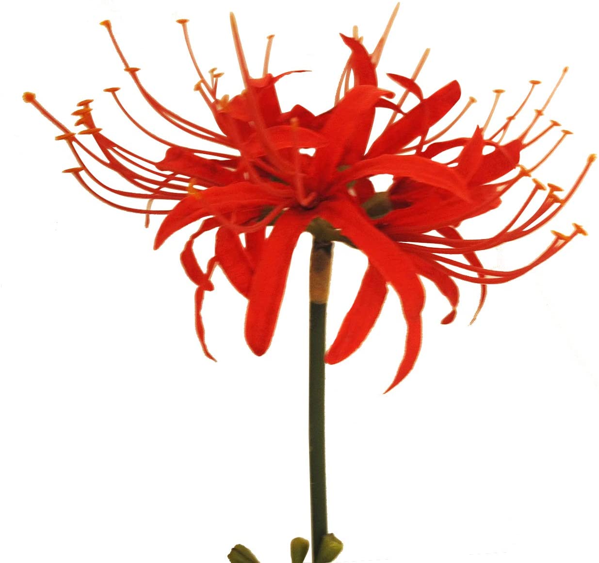 Spider Lilies Flowering plant