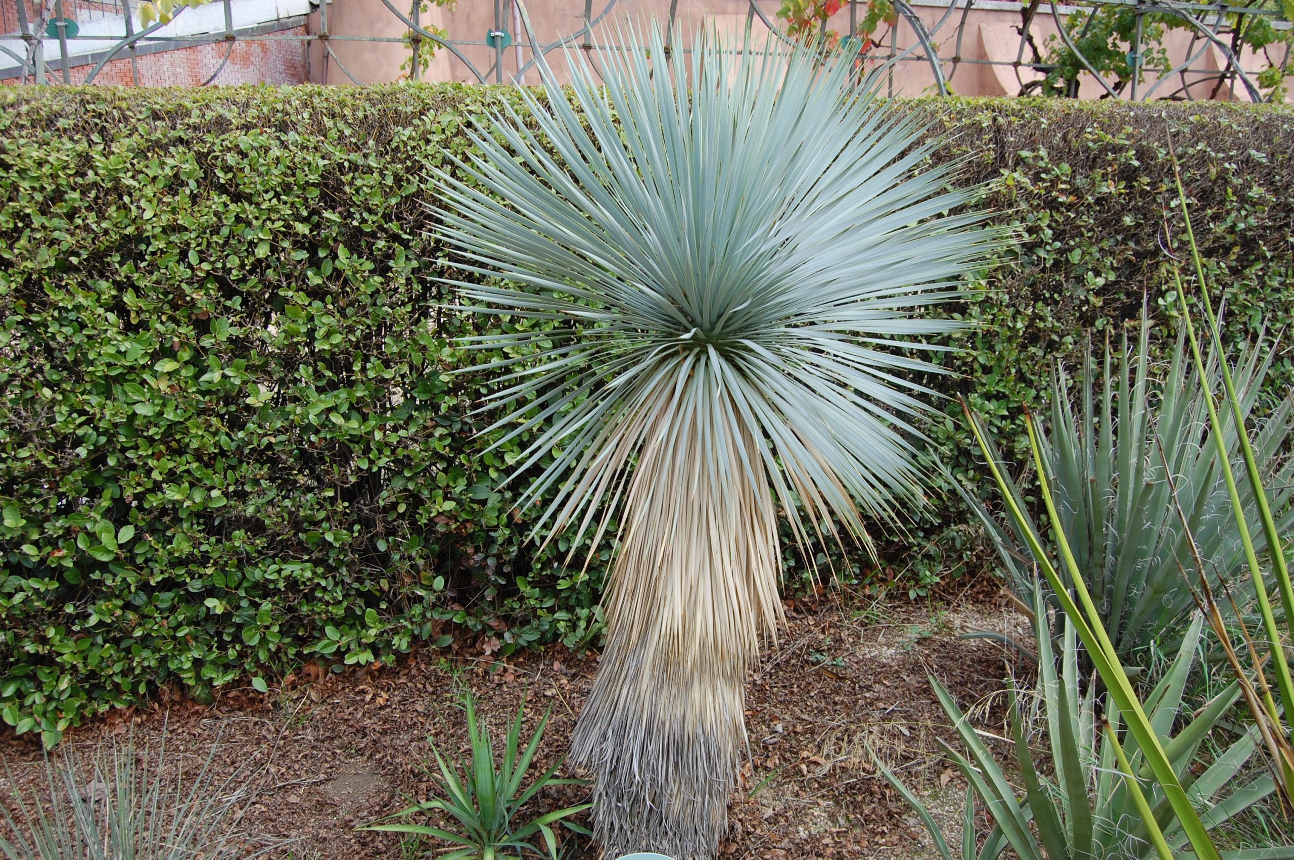 how to grow and care yucca rostrata tree