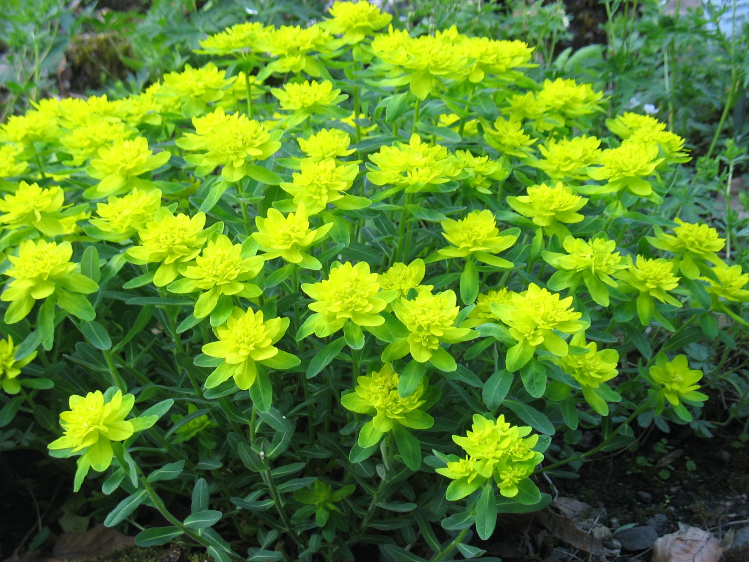 Cushion Spurge Care And Growing Guide