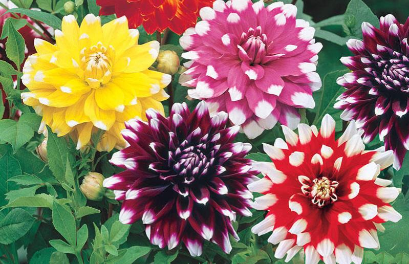 Dinner Plate Dahlia Planting Instructions And Growing Guide