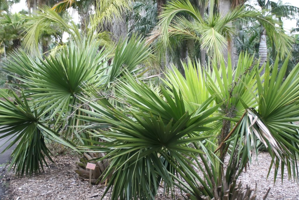 How To Grow and Caring Tips Dwarf Palmetto
