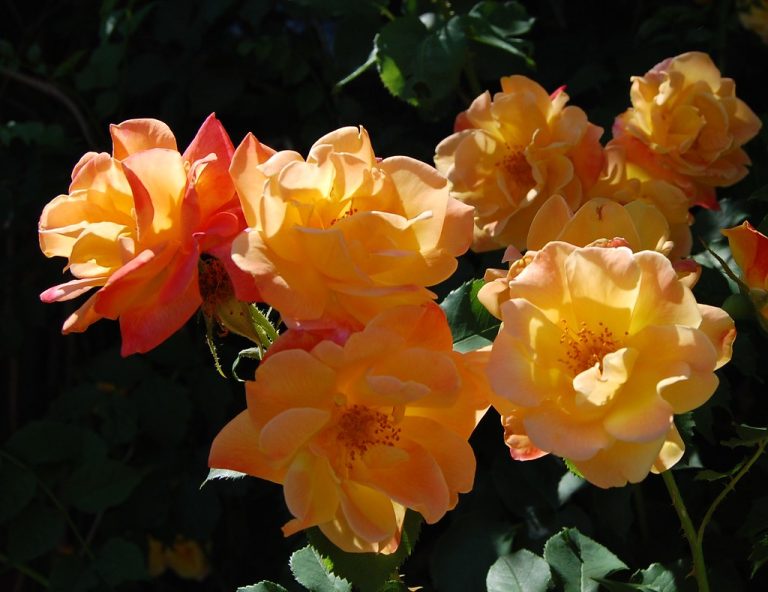 Joseph's Coat Rose Climbing Rose