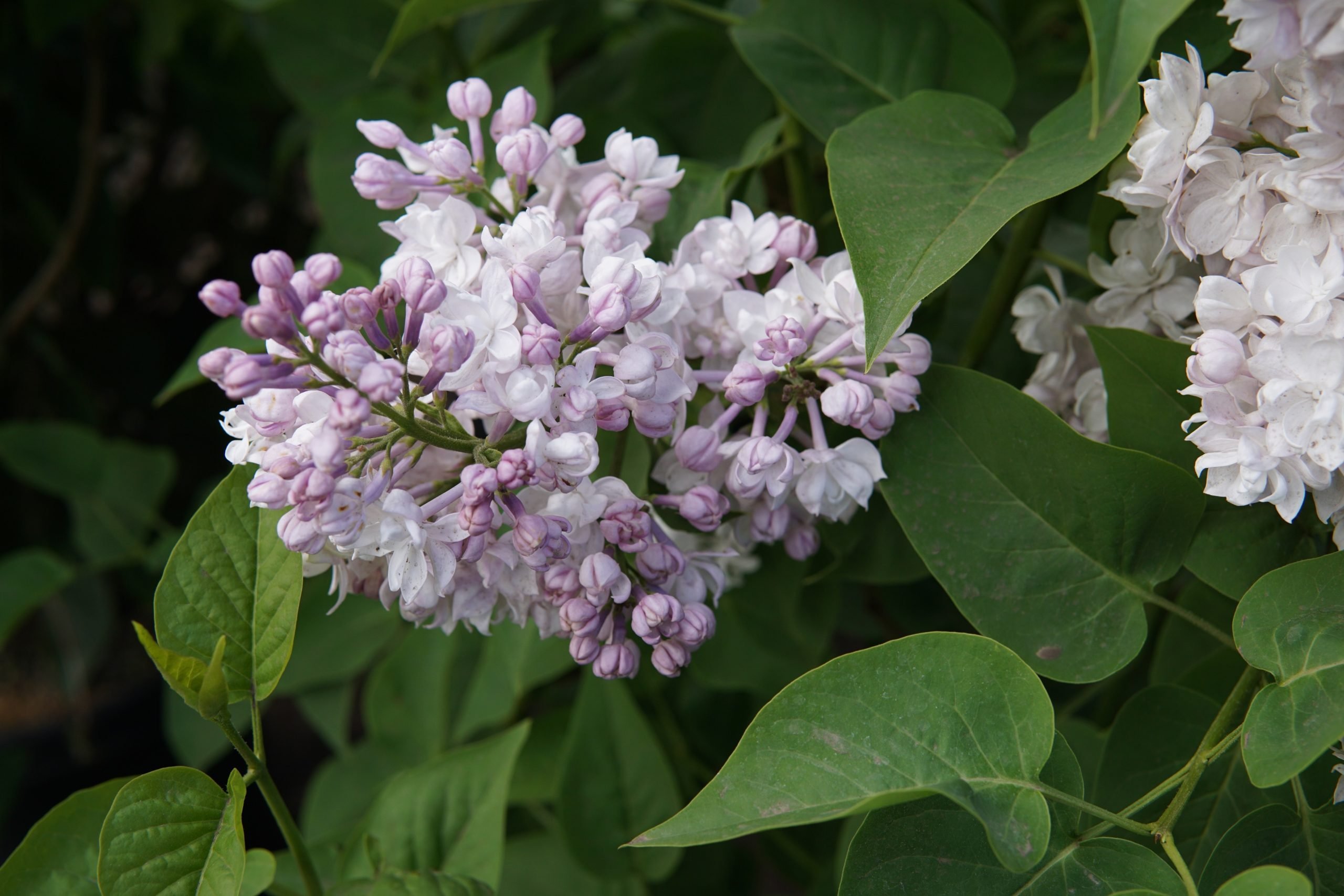 The beauty of Moscow Lilac