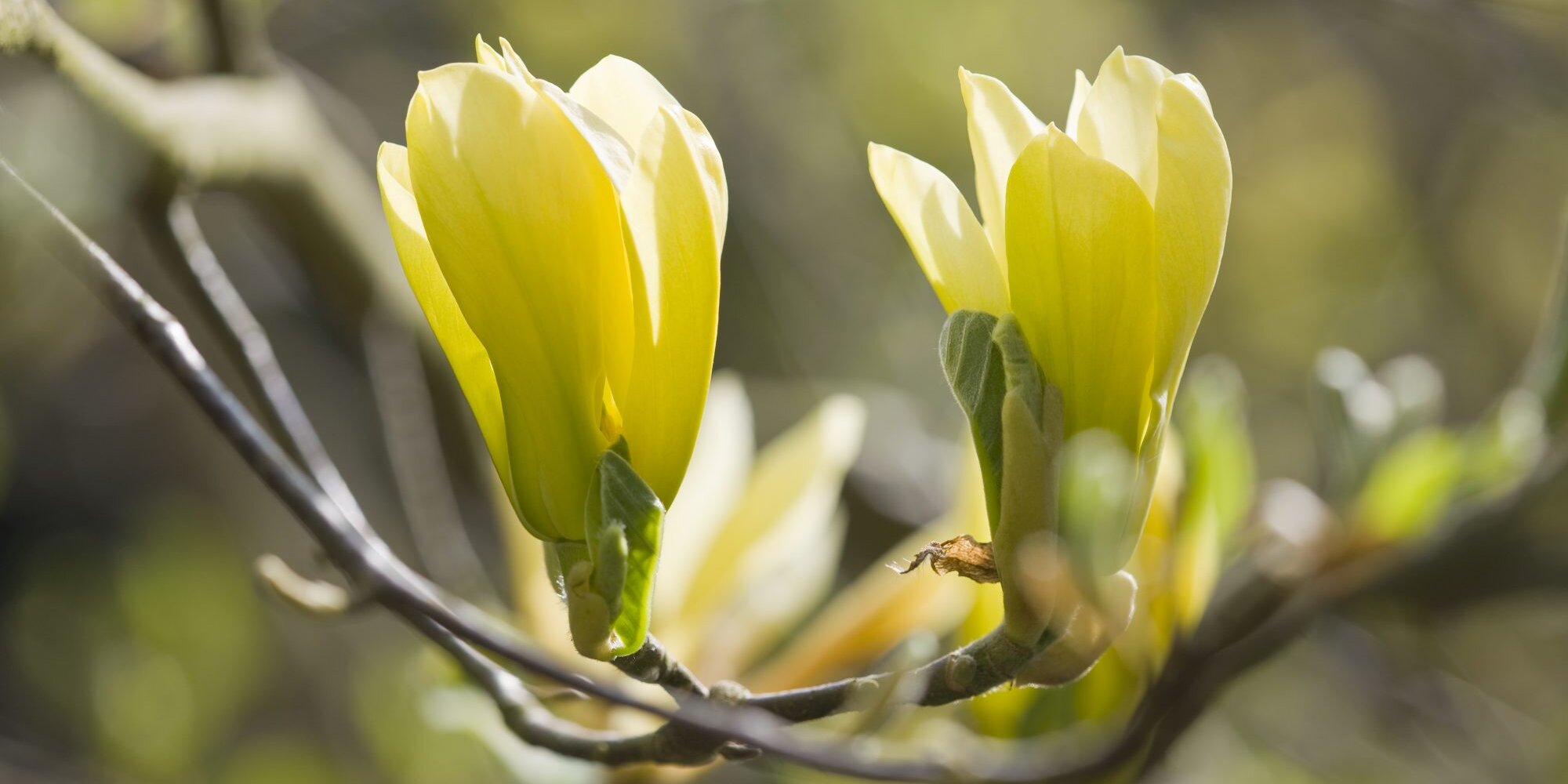 Yellow magnolia