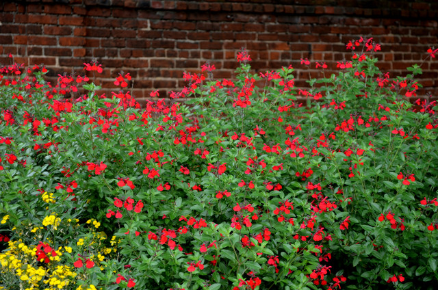 plants for MEDITERRANEAN garden