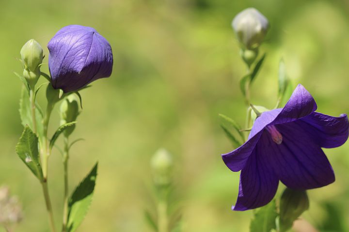 Most Beautiful Plants With Purple Flowers