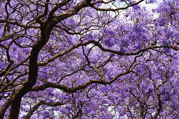 Blue jacaranda tree with purple leaves