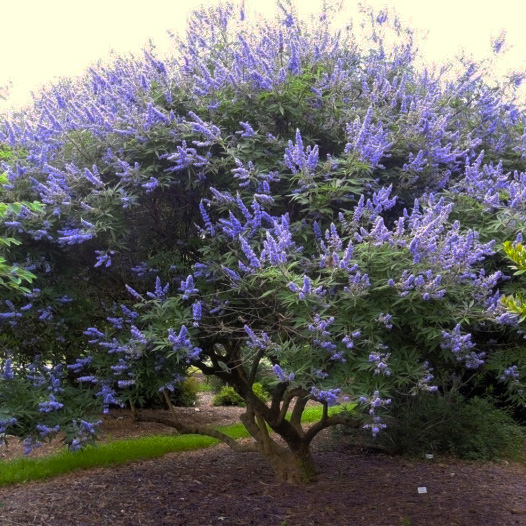 Chaste Tree with purple leaves