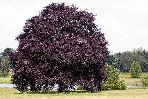 Copper beech tree with purple leaves