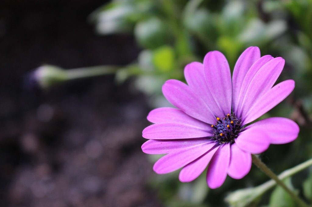 Most Beautiful Plants With Purple Flowers