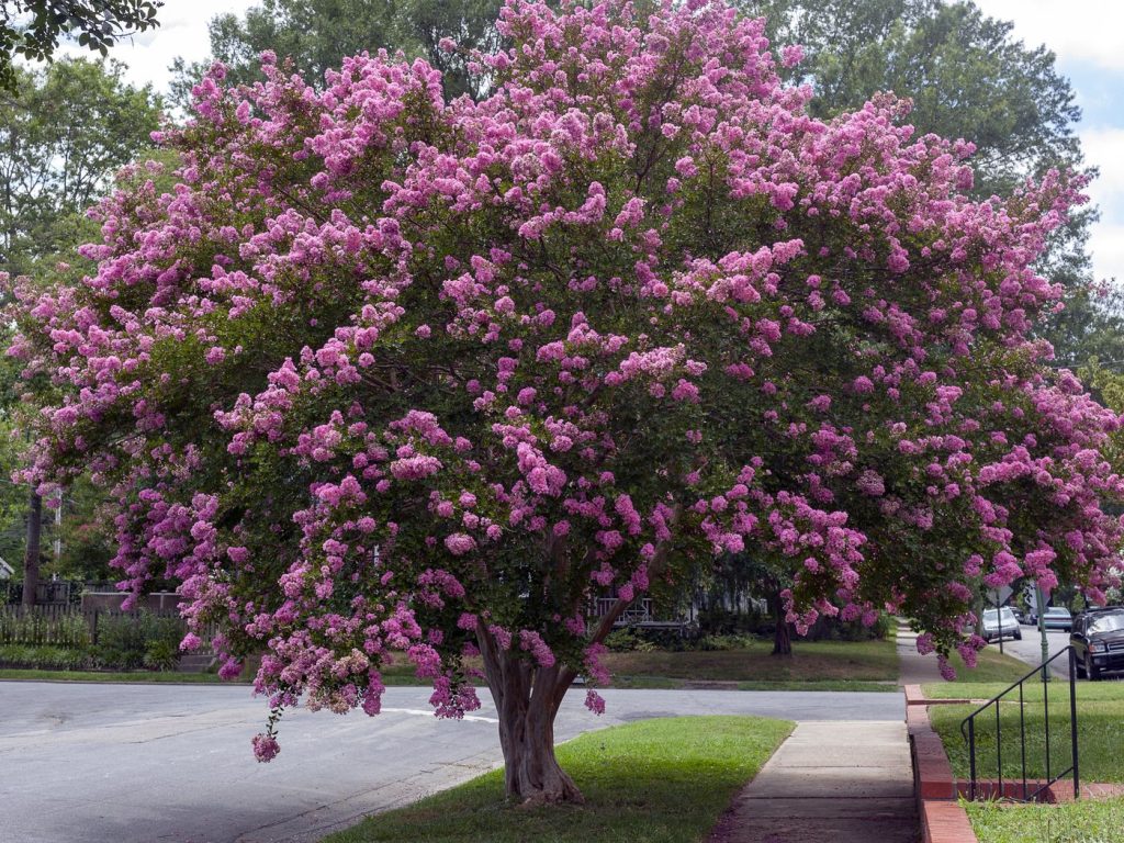 Crepe myrtle tree with purple leaves