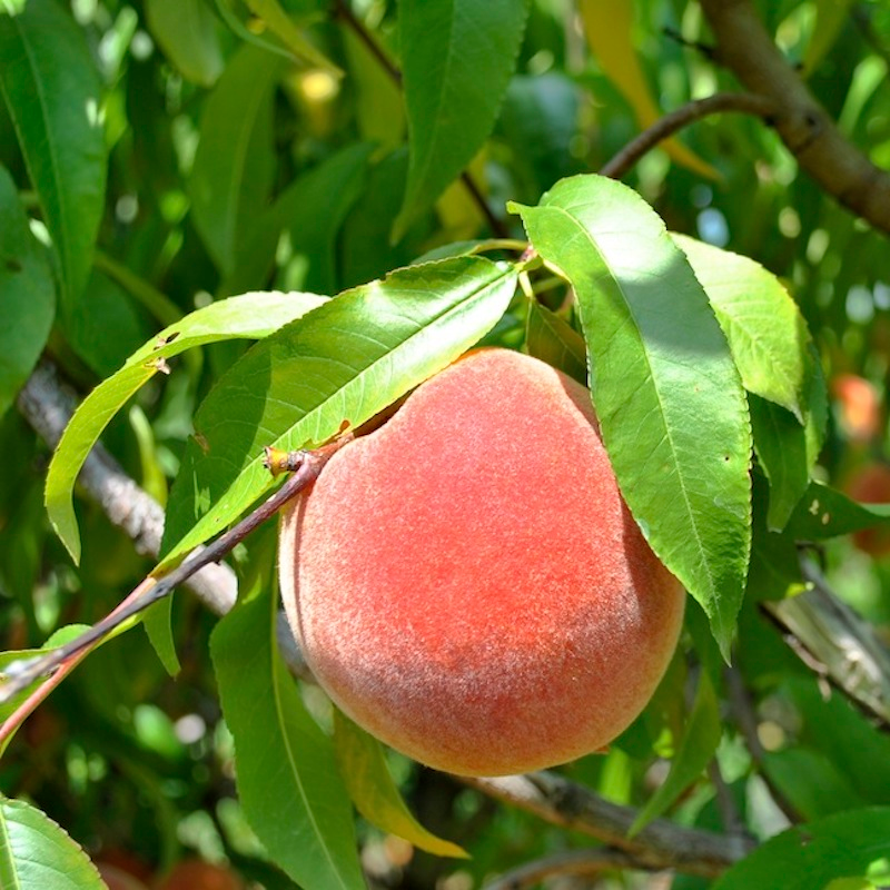 Elberta Peach | Yellow Freestone Peach