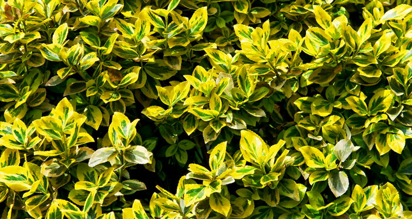 Emerald And Gold Euonymus | Emerald And Gold Plant Is Spindle