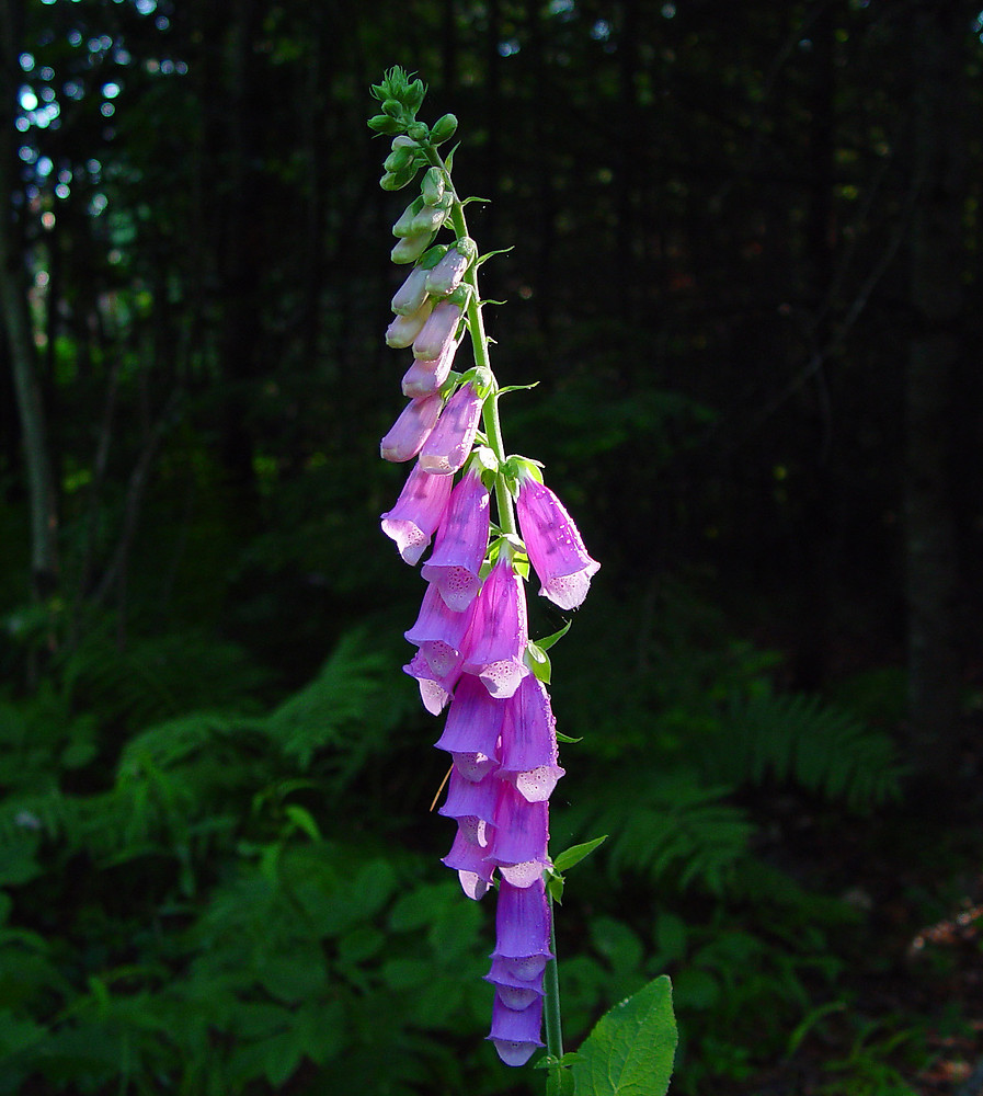 Most Beautiful Plants With Purple Flowers