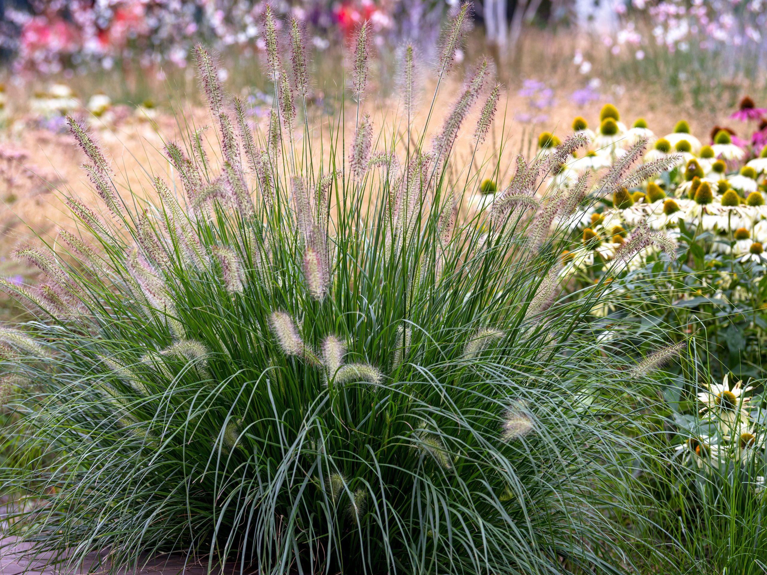 Pennisetum | Chinese Fountain Grass | Swamp Foxtail Grass