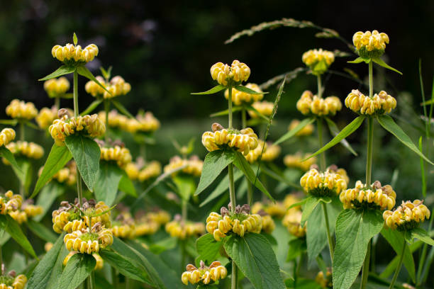 plants for MEDITERRANEAN garden