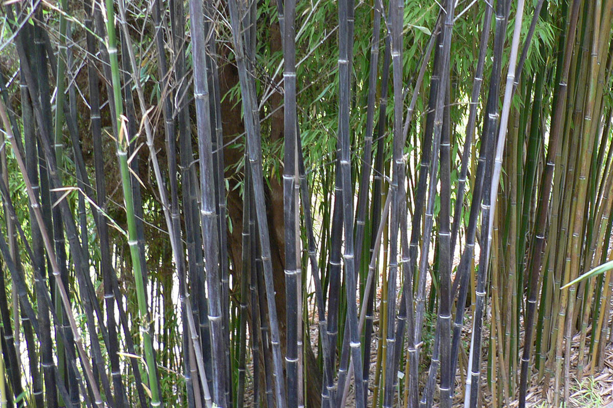 Phyllostachys Nigra | Timber Bamboo