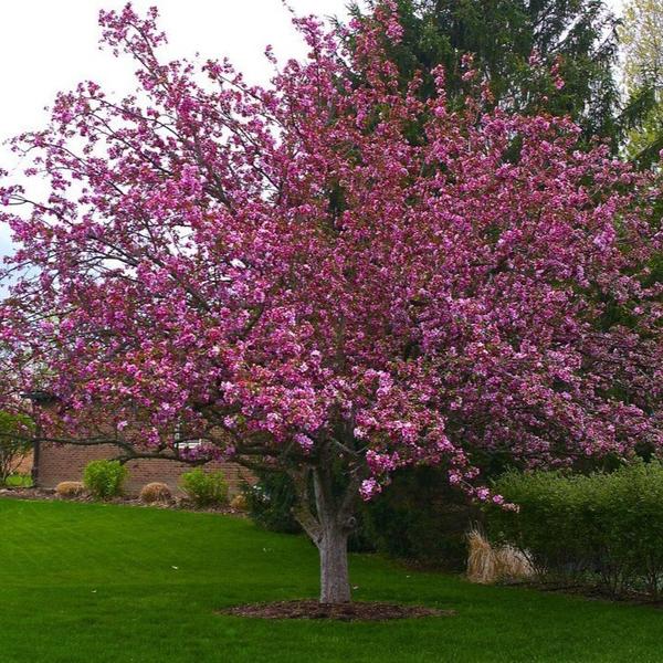 Profusion Crabapple tree with purple leaves
