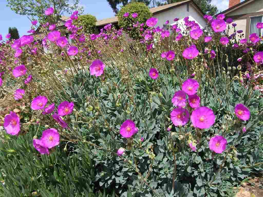 plants for MEDITERRANEAN garden