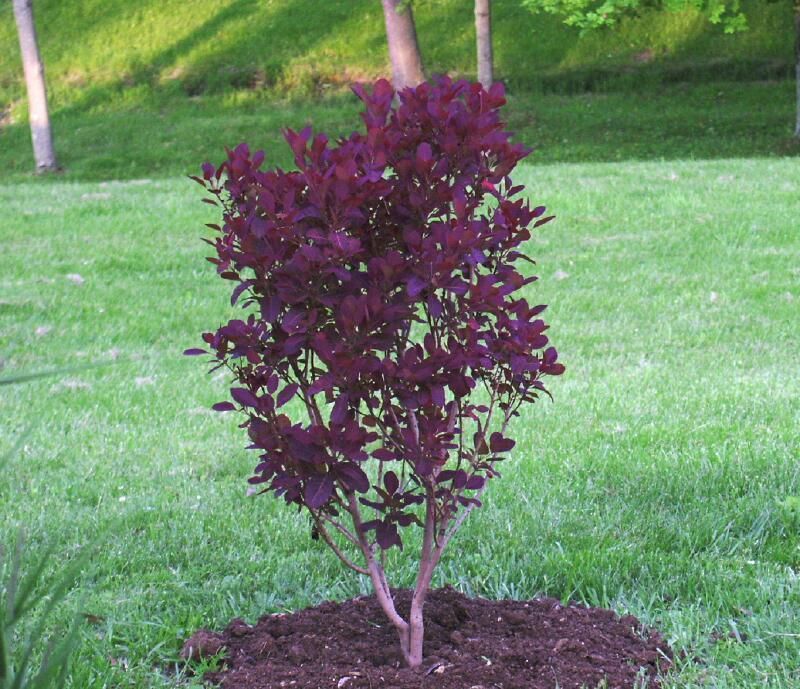 Royal Purple Smoke Tree with purple leaves