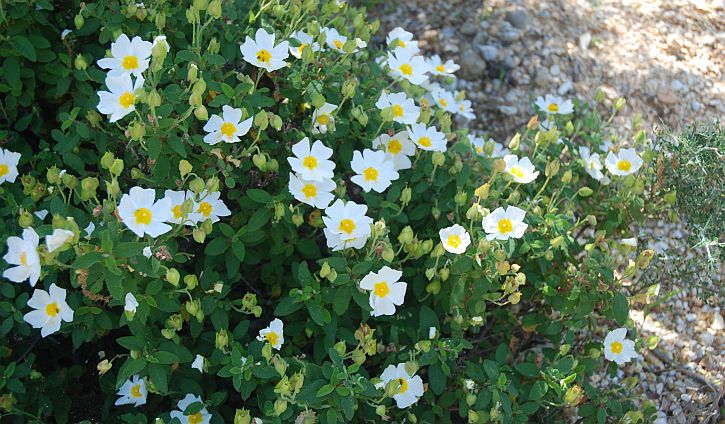 plants for MEDITERRANEAN garden