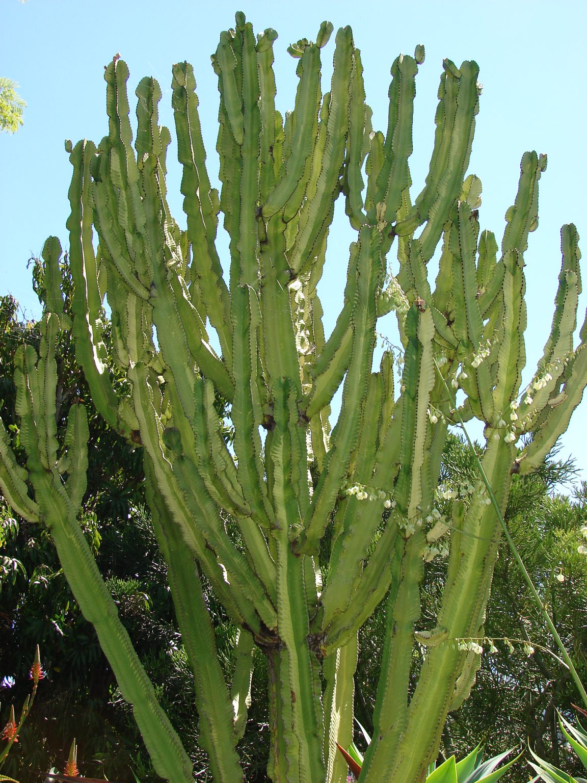 Euphorbia Ammak Variegata Care And Growing Tips