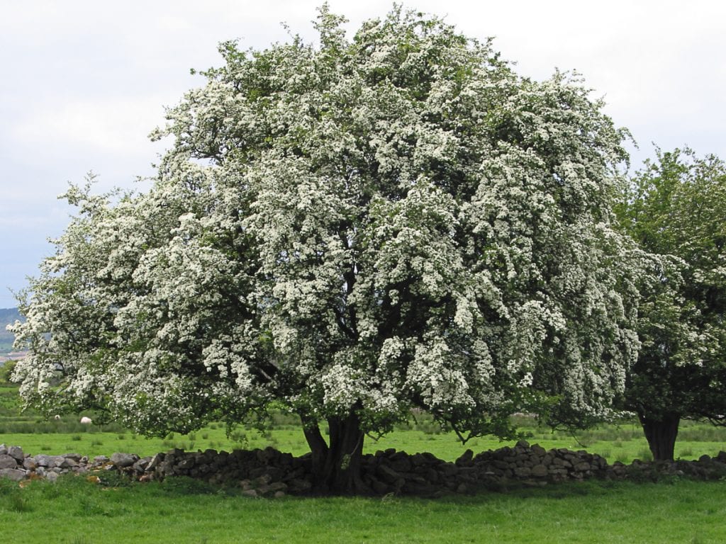 Washington Hawthorn tree