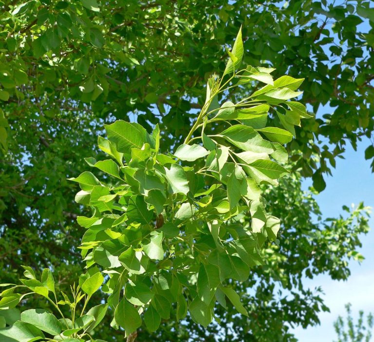 Arizona Ash Tree Complete Growing Guide Information