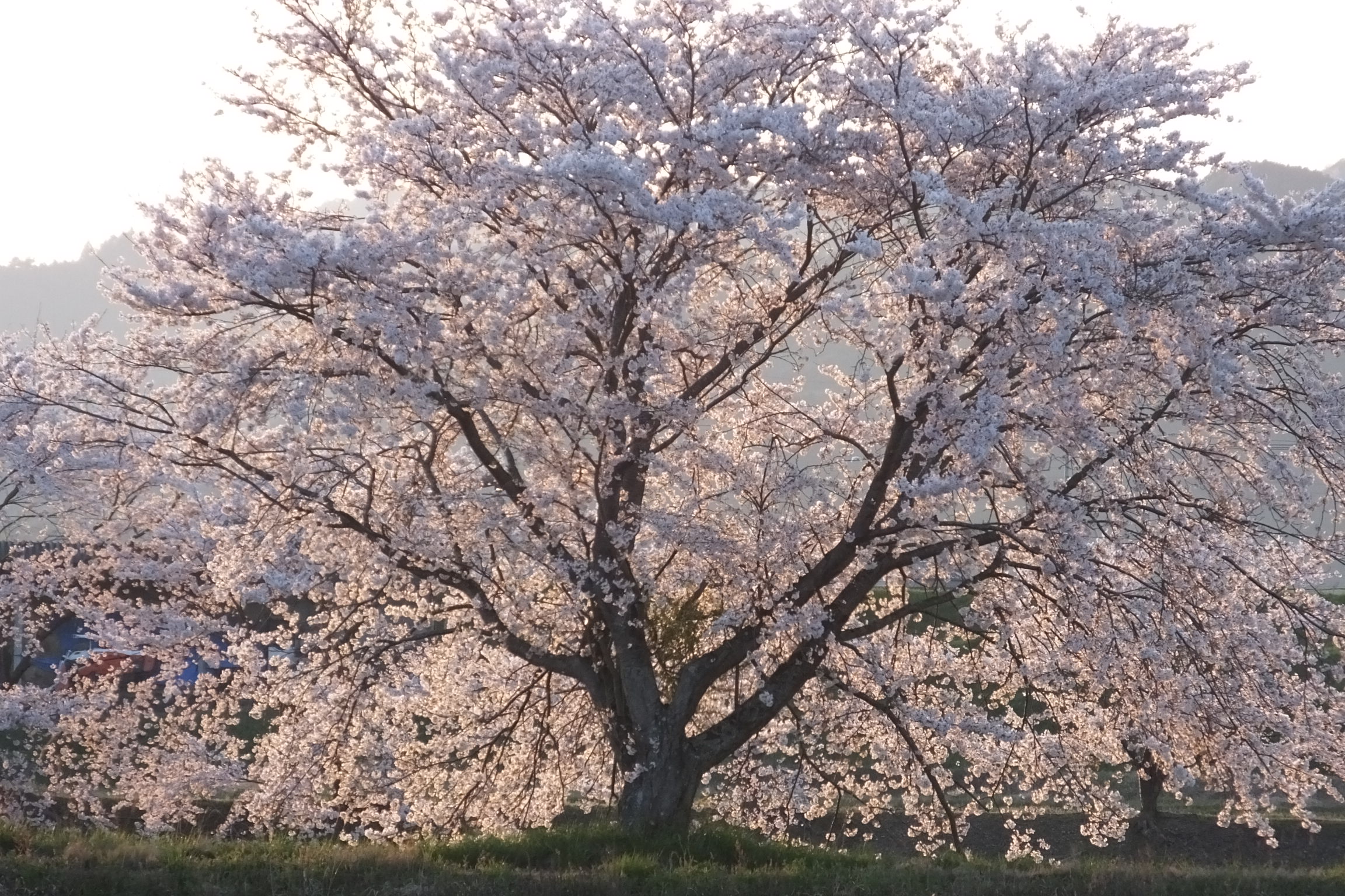Akebono Cherry Tree | Yoshino Cherry
