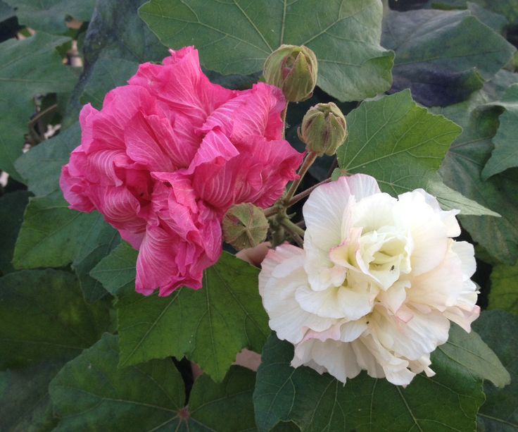 Hibiscus Mutabilis | Confederate Rose | Cotton Rose