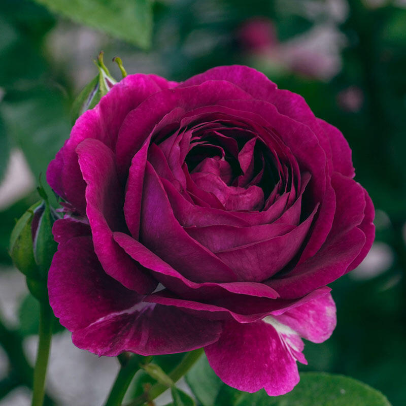 Twilight Zone Rose | Grandiflora Rose