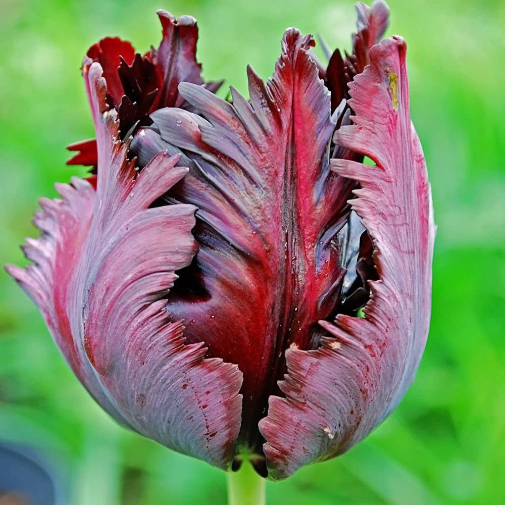Black Parrot Tulip | Tulip's Parrot