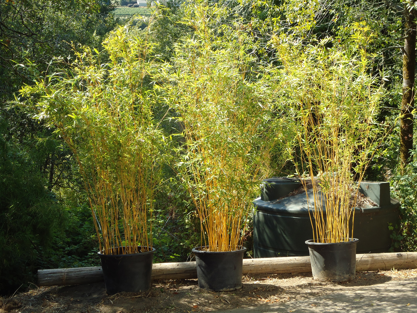 Alphonse Karr Bamboo | Hedge Bamboo