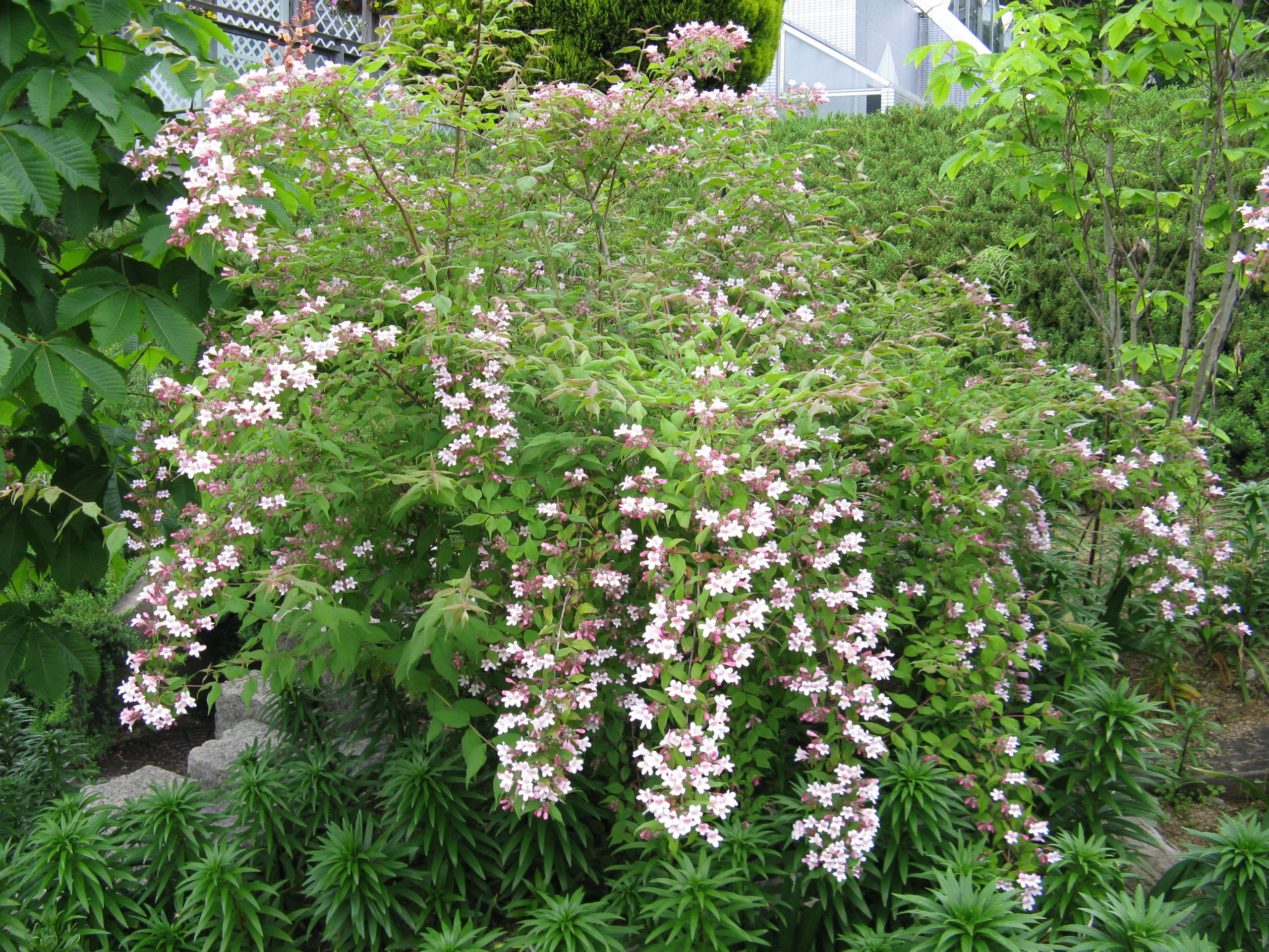 Beauty Bush | Linnaea Amabilis