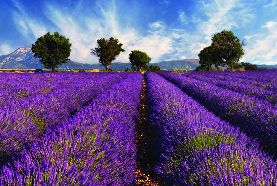 Lavender Provence | Fat Lavender
