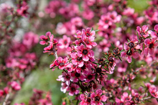 Leptospermum Scoparium | Manuka Myrtle | Broom Tea Tree