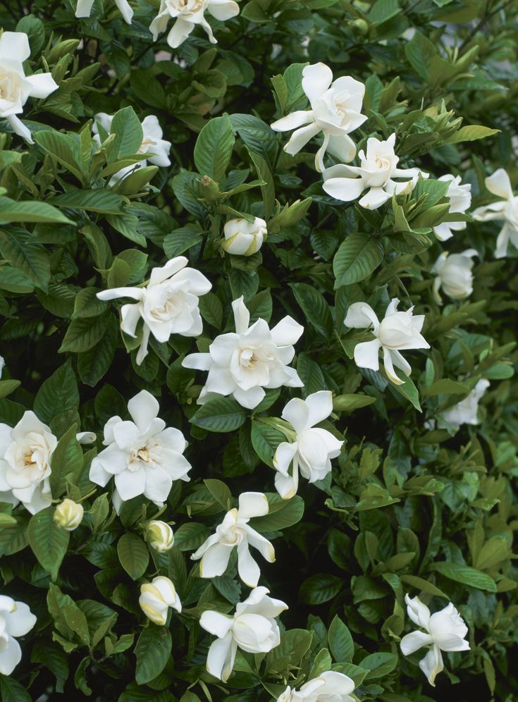 Jubilation Gardenia | Cape jasmine