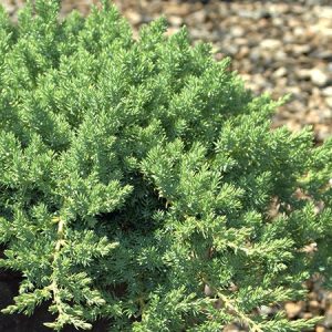 Juniperus Procumbens Nana Care And Information Tips