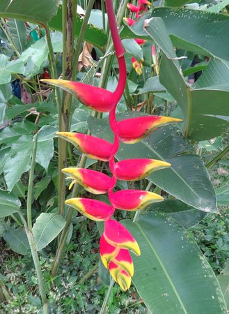 Lobster Claw Plant | Heliconia