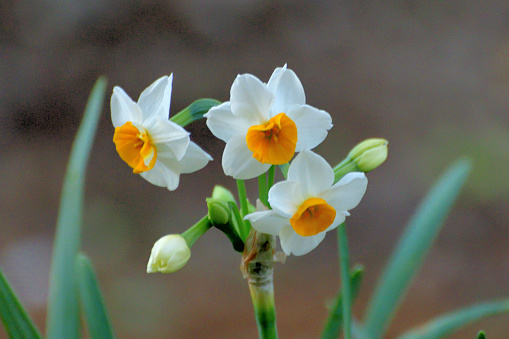 Narcissus Tazetta | Spring Bulbs | Paperwhites