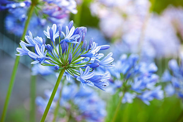 Agapanthus Blue | African Lily | Lily Of Nile
