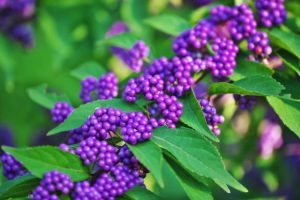 Japanese Beautyberry | French Mulberry