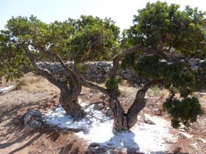 Mastic Tree | Pistacia Lentiscus