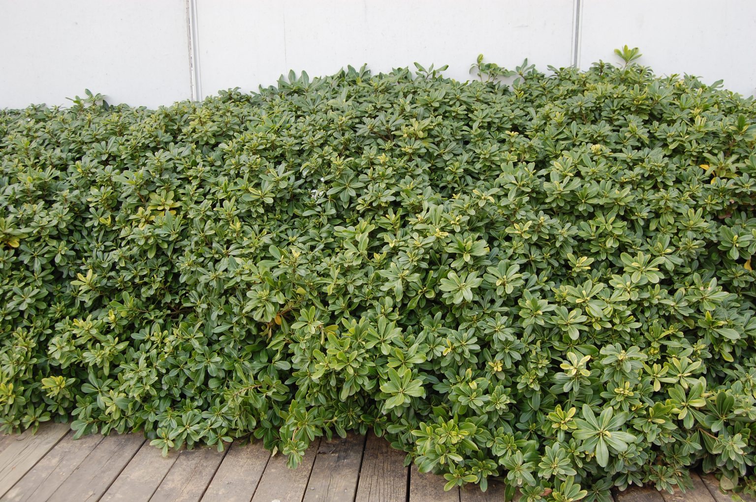 Pittosporum Tobira Japanese Pittosporum