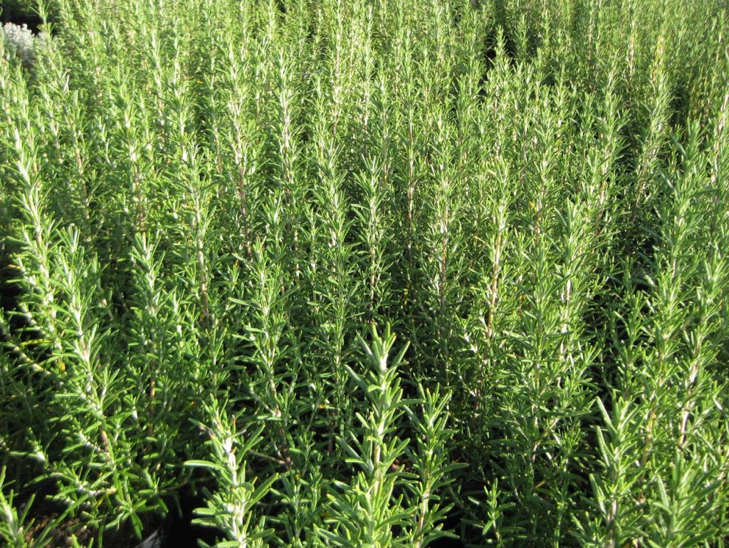 Prostrate Rosemary Care And Growing Complete Guide